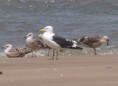 /album/photogallery/kelp-gull-tanji-jpg/